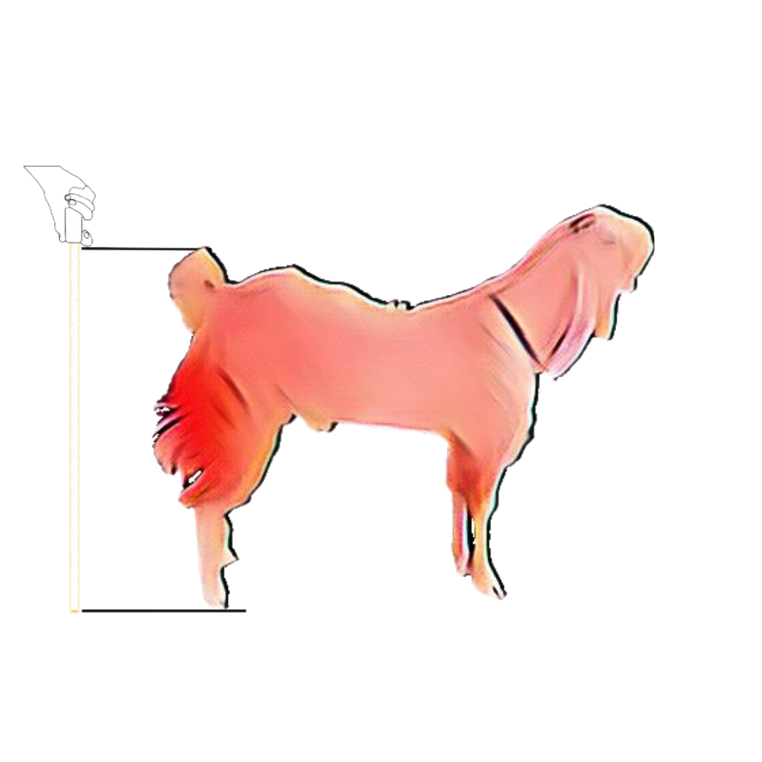 bakra image